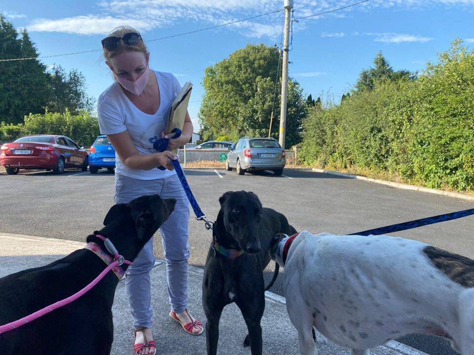 Martina Quinn of Deel Animal Rescue in Limerick: "The last few weeks have been a constant onslaught of dogs and cats with nowhere to go." Martina Quinn of Deel Animal Rescue in Limerick: "The last few weeks have been a constant onslaught of dogs and cats with nowhere to go."
