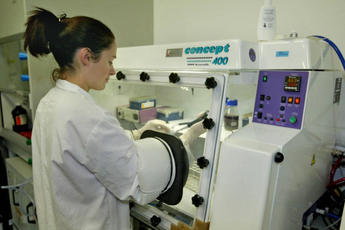 A researcher at the Teagasc Moorepark, Fermoy, Co Cork, where successful beef-dairy breeding trials are central to national thinking around the future of the country's approach to farming. A researcher at the Teagasc Moorepark, Fermoy, Co Cork, where successful beef-dairy breeding trials are central to national thinking around the future of the country's approach to farming.