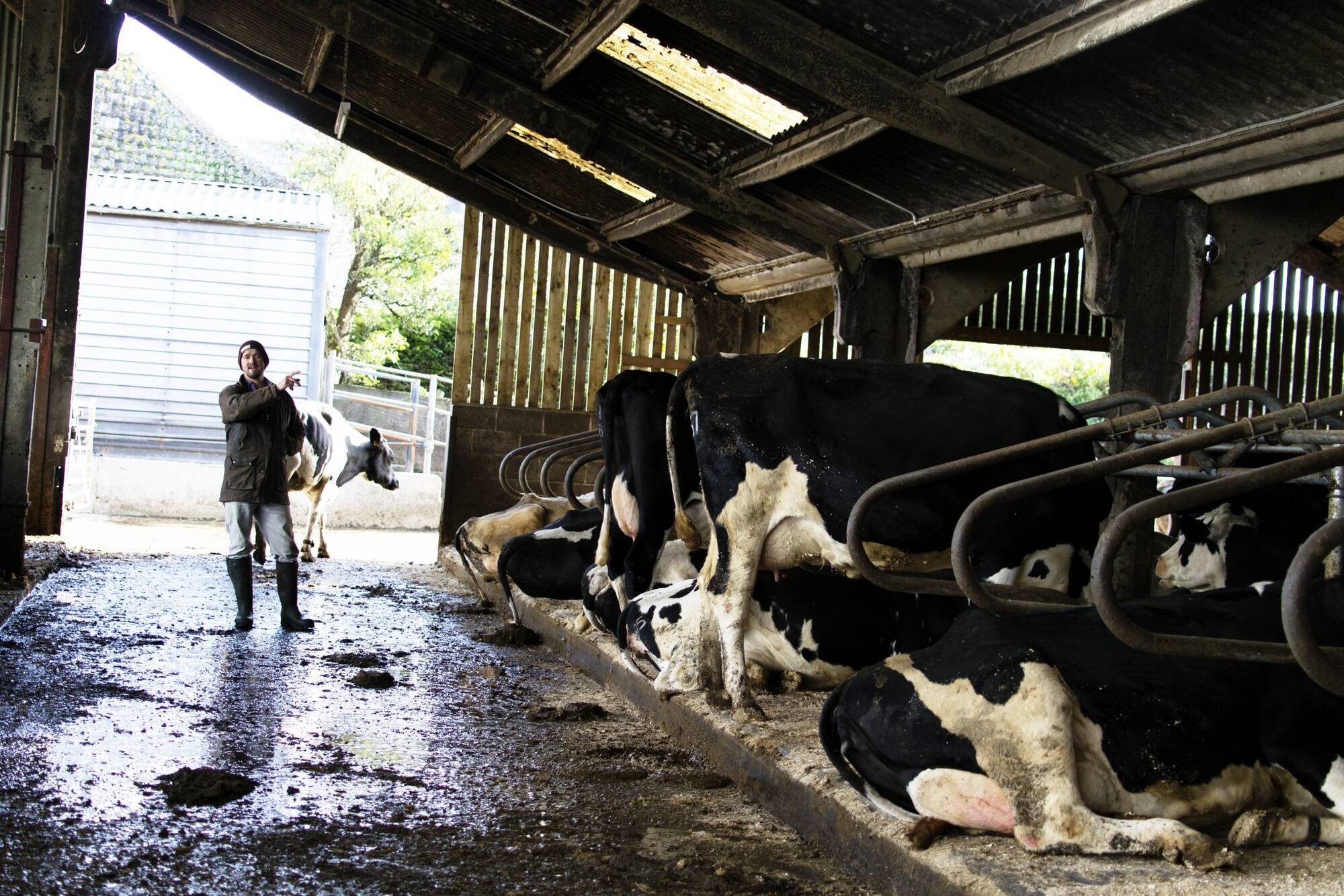 Moorepark project: Beef-dairy breeding trials centre stage