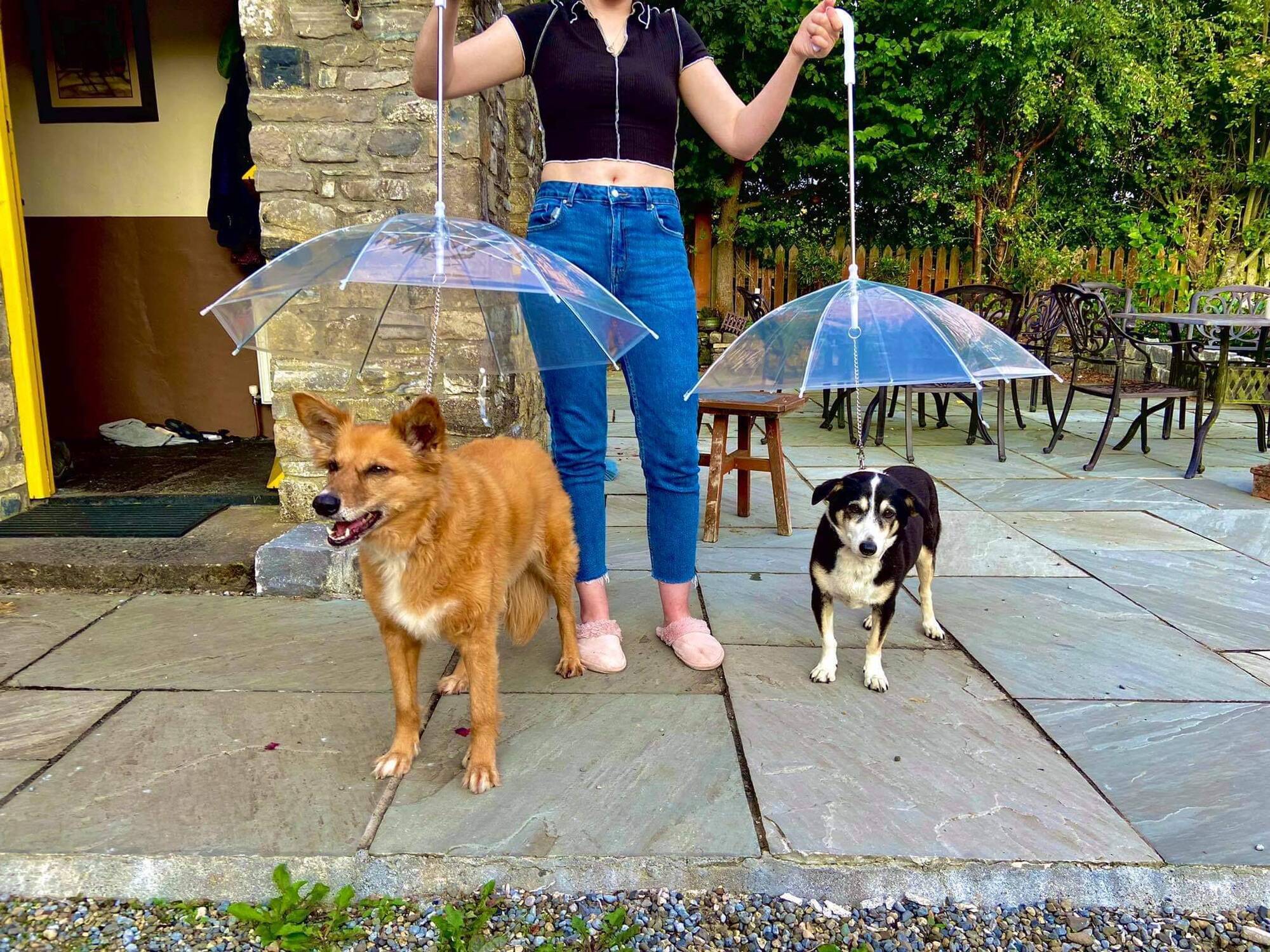 Dog lovers go barking mad for Dublin man's pet umbrellas