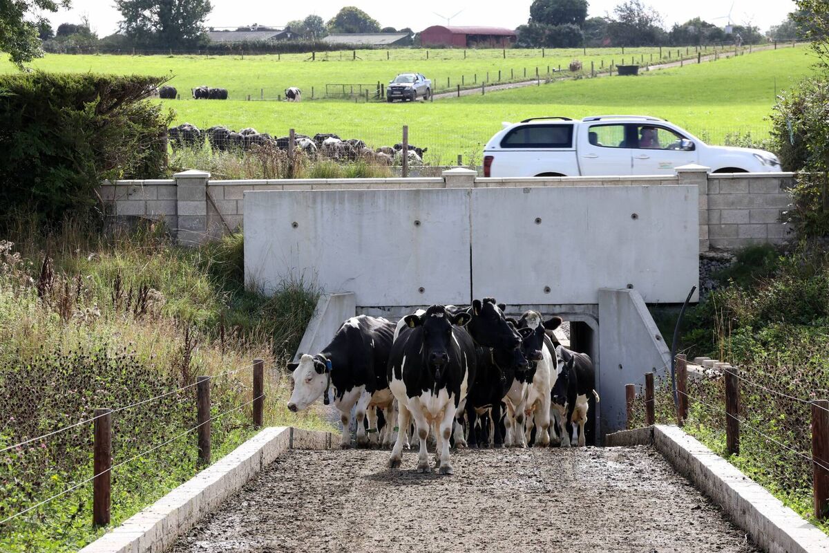 Dairy farmer Martin Davin bringing in his 120 cows for milking through the underpass built under the Rathdowney to Templemore main road. Dairy farmer Martin Davin bringing in his 120 cows for milking through the underpass built under the Rathdowney to Templemore main road.