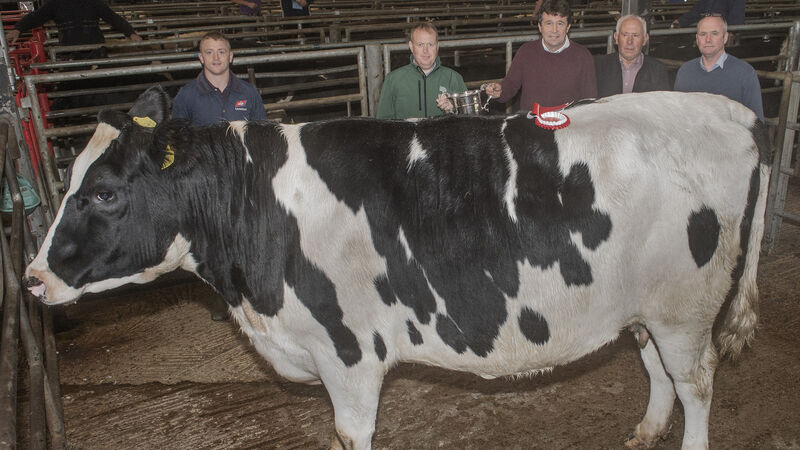 Beef Price Report: Processors feel that they have the scope to tighten prices