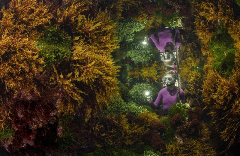 Rich reflections by Justin Gilligan, Australia Winner, Plants and Fungi: The reflection of a marine ranger among the seaweed at Lord Howe Island, off Australia. It took three days of trial and error before Justin got his image.