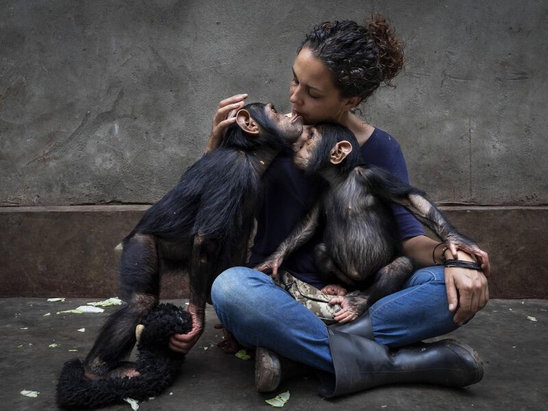 The healing touch, from Community care by Brent Stirton, South Africa; Winner, Photojournalist Story Award: Staff at the Lwiro Primate Rehabilitation Center in the Democratic Republic of Congo rehabilitate primates orphaned by poaching for the bushmeat trade. Here, the director of the centre sits with a newly rescued chimp as she slowly introduces it to the others. 