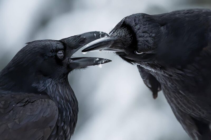The intimate touch by Shane Kalyn, Canada Winner, Behaviour, Birds: A raven courtship display in midwinter, the start of the ravens’ breeding season. Shane lay on the frozen ground using the muted light to capture the detail of the ravens’  plumage against the contrasting snow to reveal this intimate moment when their thick black bills came together. Ravens probably mate for life. 