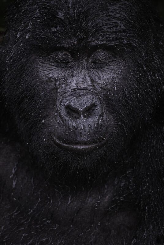 Reflection by Majed Ali, Kuwait; Winner, Animal Portraits: A mountain gorilla closes its eyes in the rain. Majed trekked for four hours to meet Kibande, an almost-40-year-old mountain gorilla. As cooling rain began to fall, Kibande remained in the open, seeming to enjoy the shower.