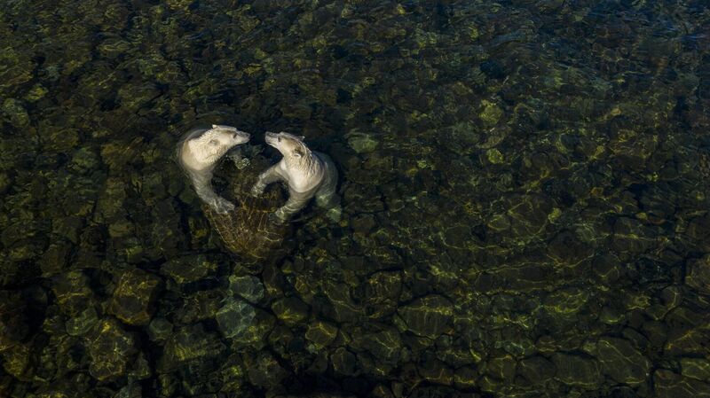 Cool time, from Land Time for Sea Bears, by Martin Gregus, Canada/Slovakia; Winner, Rising Star Portfolio Award:  On a hot summer’s day in Hudson Bay, Canada, two female polar bears took to the shallow waters to cool off and play. Martin used a drone to capture this moment. 