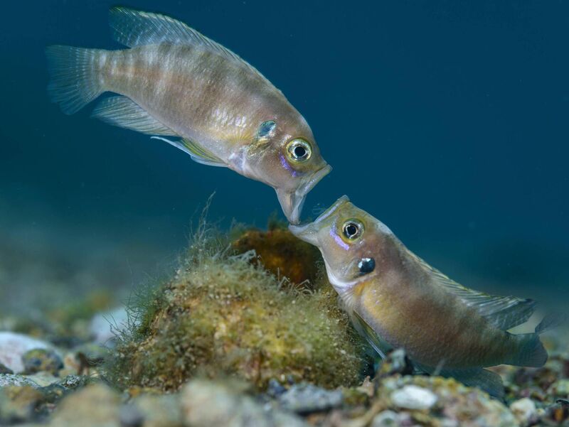 Face-off, from Cichlids of Planet Tanganyika by Angel Fitor, Spain; Winner, Portfolio Award:  An intimate look into the lives of cichlid fishes in Lake Tanganyika. Two male cichlid fish fight jaw to jaw over a snail shell. Inside the half-buried shell is a female ready to lay eggs. The biting and pushing lasts until the weaker fish gives way.