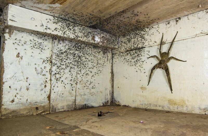 The spider room by Gil Wizen, Israel/Canada; Winner, Urban Wildlife: While in Ecuador, Gil Wizen found a venomous Brazilian wandering spider hiding under his bed, protecting its brood [the black dots]. Before safely relocating it outdoors, he photographed the human-hand-sized spider using forced perspective to make it appear even larger. 