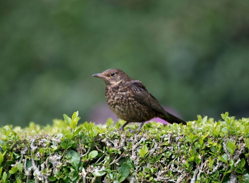 A blackbird on a garden hedge. Picture: Alamy/PA A blackbird on a garden hedge. Picture: Alamy/PA