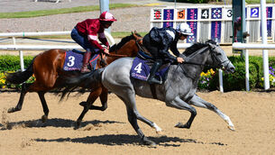 <p>Amortentia and Wayne Lordan win the Batch 6 Barrier Trial for 2 Year Olds for trainer Joseph O’Brien at the Dundalk Barrier Trials in June. Photo: Healy Racing</p>