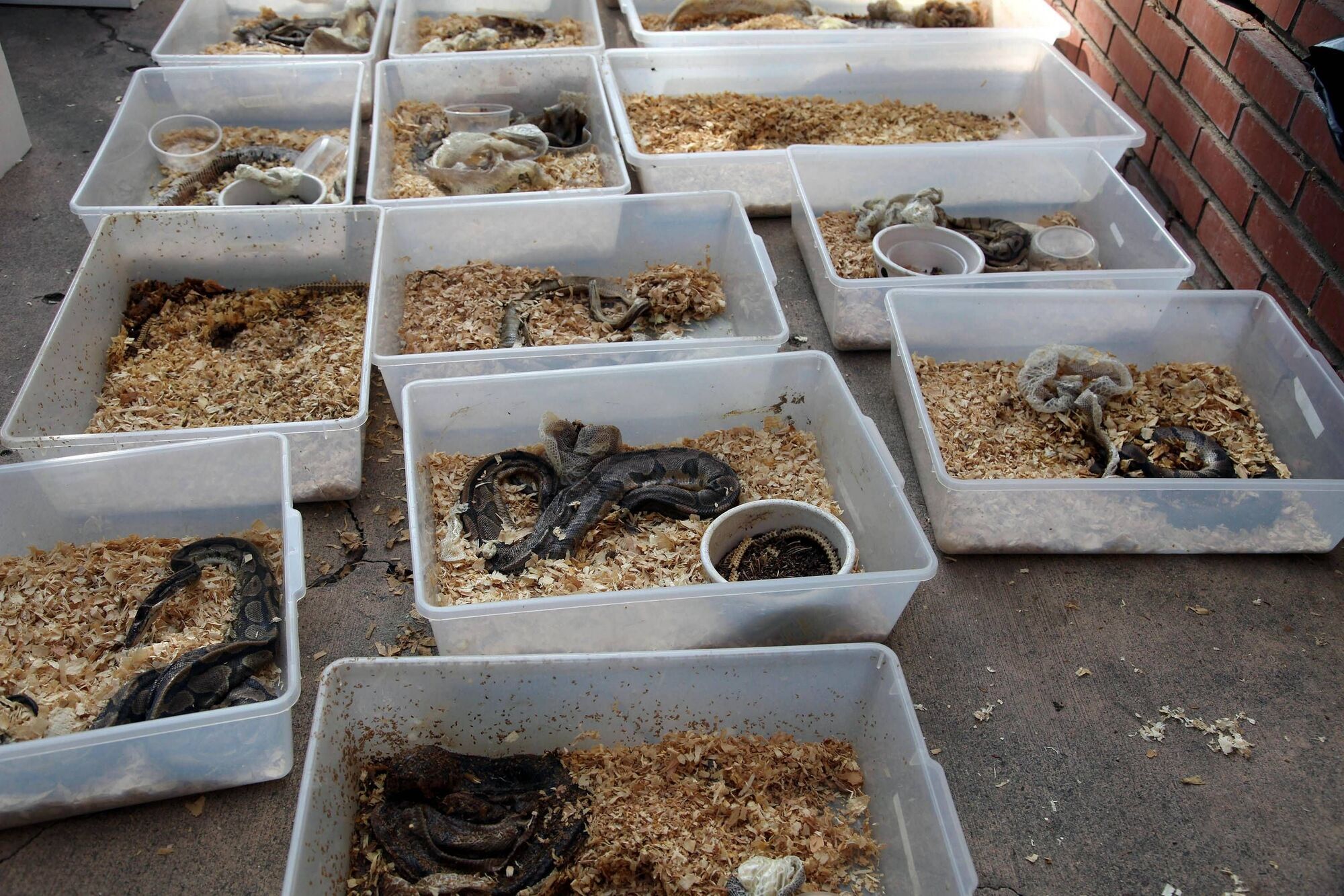 US police find 300 live and dead snakes at teacher's house