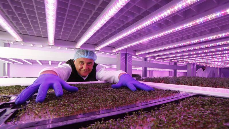 The Irish vertical farm growing basil without soil