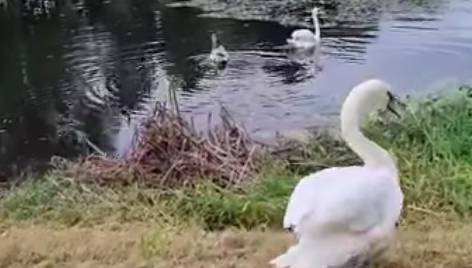 One-winged swan finds unlikely family in Limerick