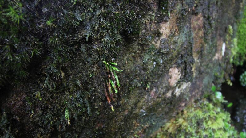 Donal Hickey: Kerry's mystery new fern