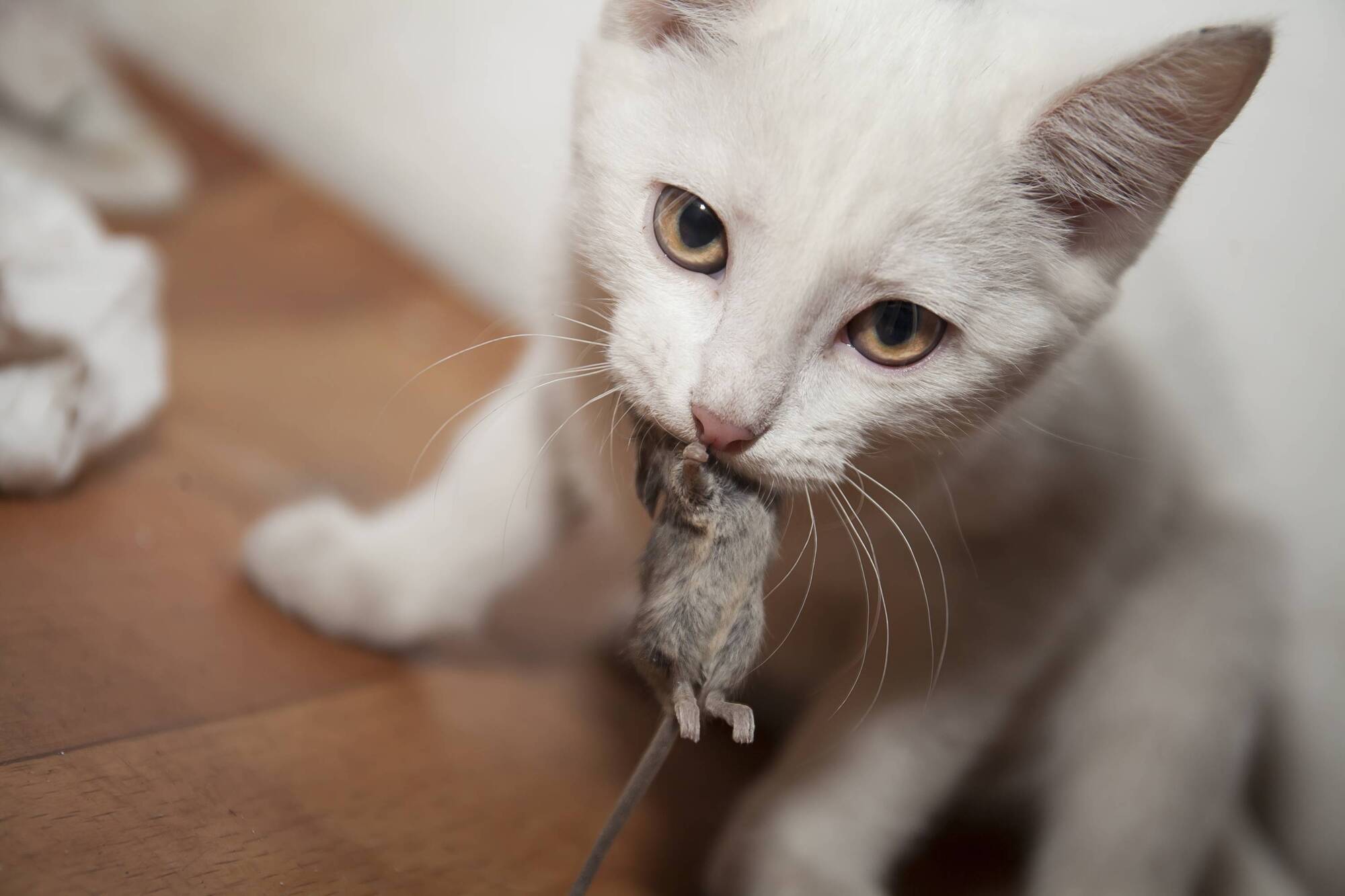 Richard Collins: Why do cats torment their victims in such a sadistic fashion