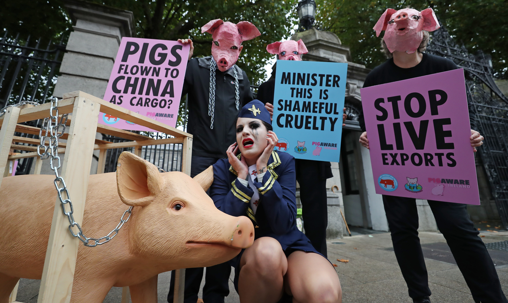Campaigners urge Government to reverse decision to export live pigs to China