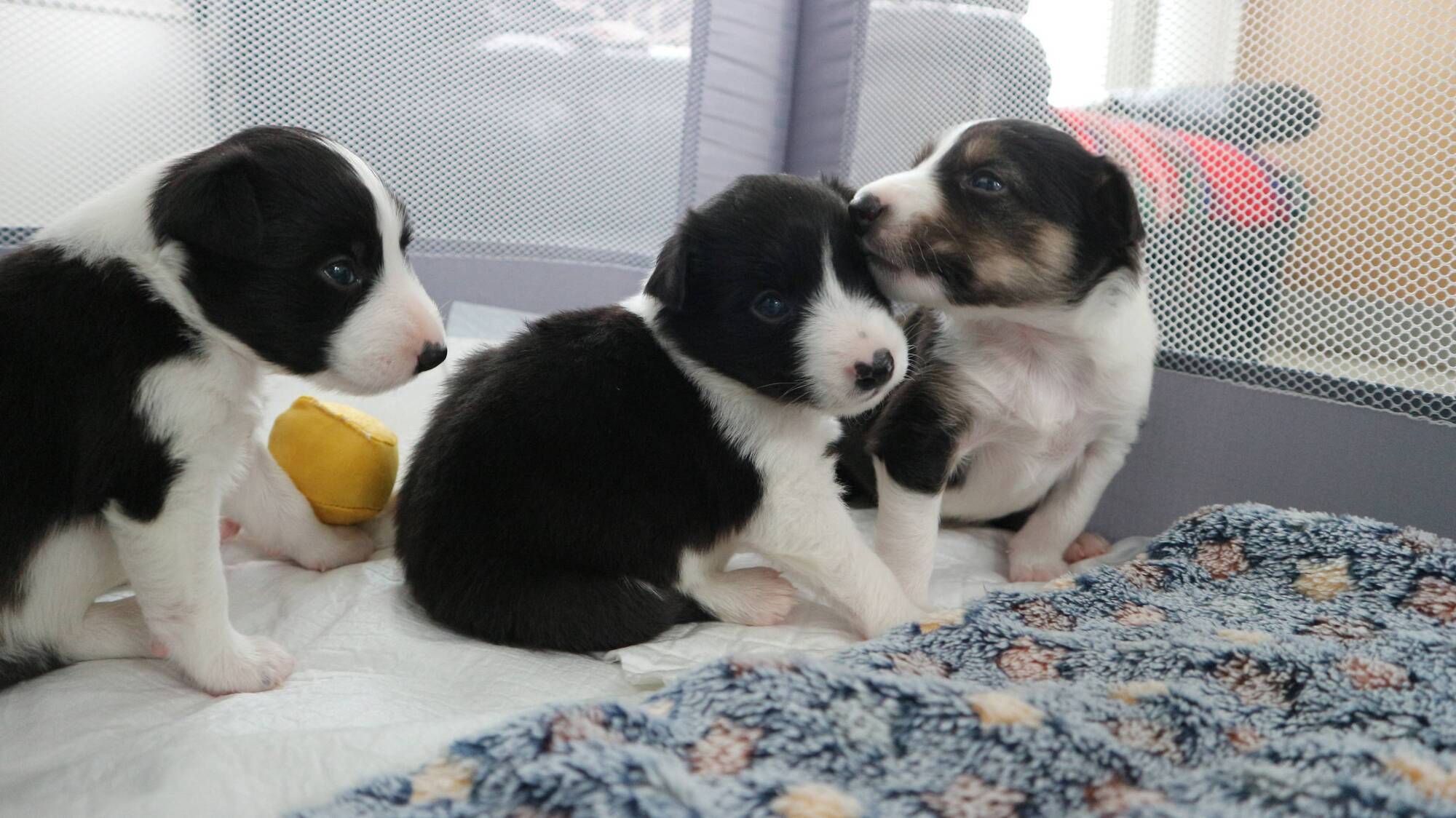 Suzanne Harrington: Like teenagers, lockdown pets didn't ask to be born - don't dump your dog