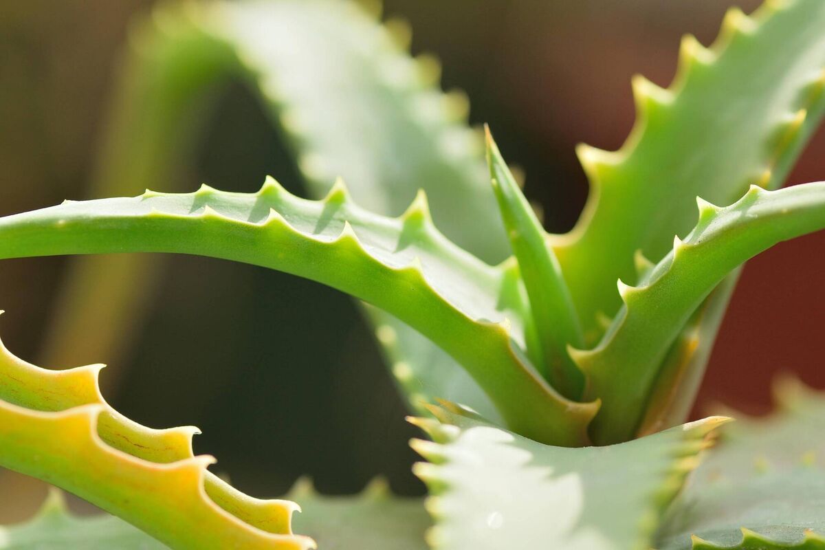 Aloe vera.
