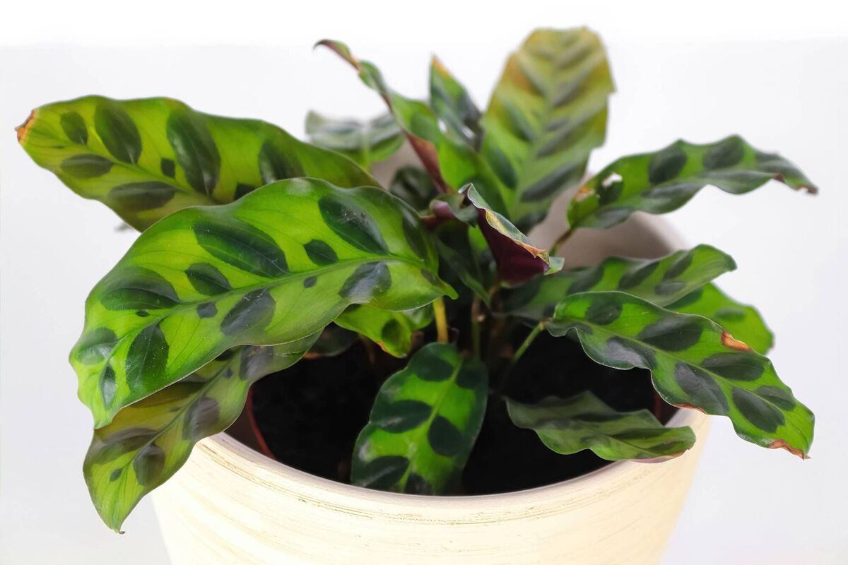 Calathea. 