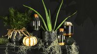 Interiors: Our top ten houseplant choices for Halloween 