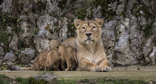 French zoo shows off rare lion cubs