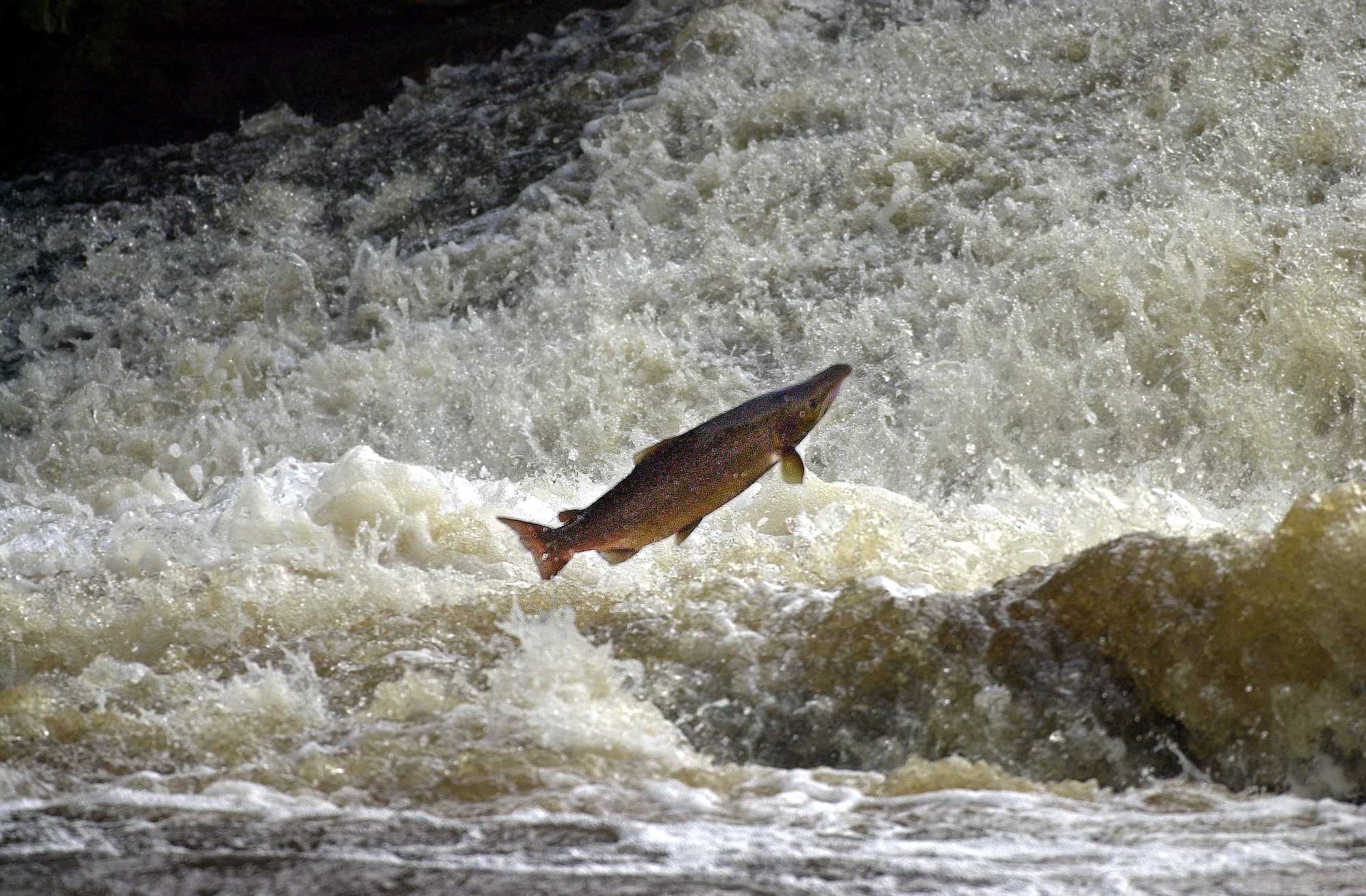 Donal Hickey: The story of the mysterious salmon is as old as time