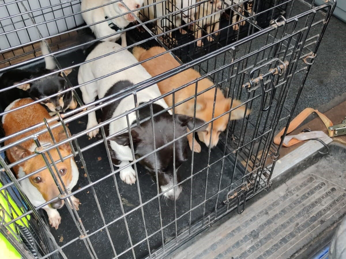 dog breeding pens