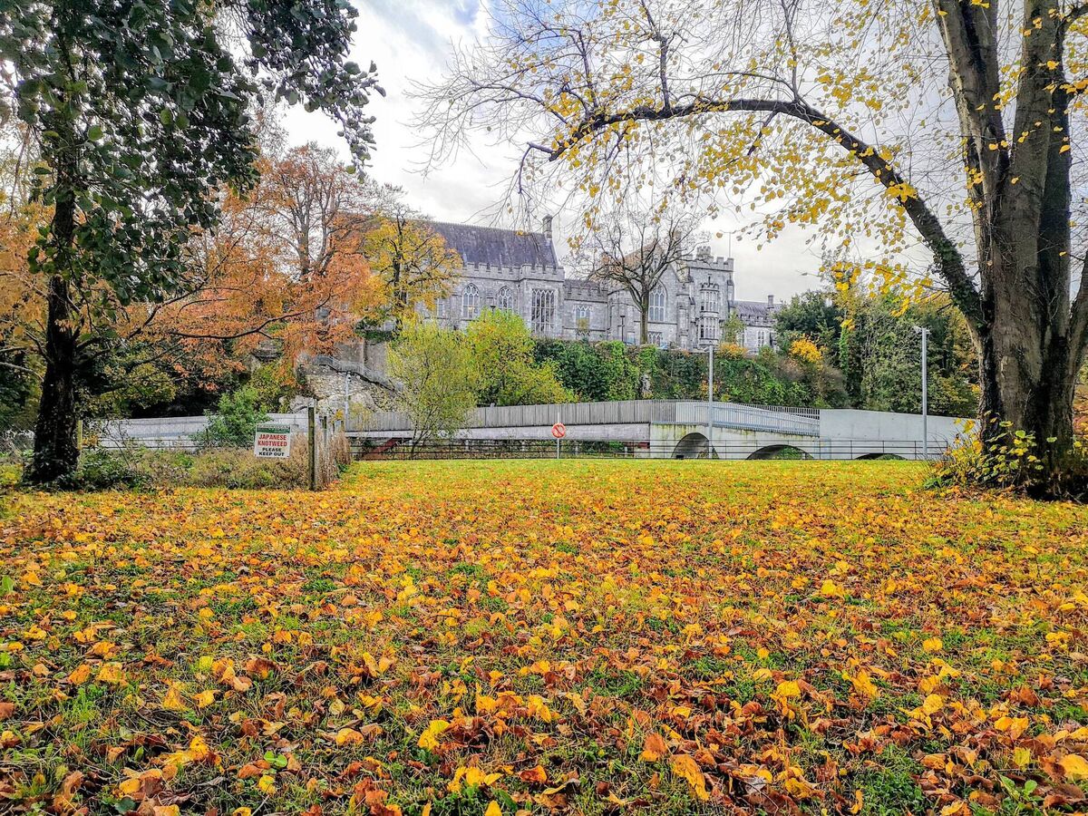 A view of UCC across a field of autumn leaves. Picture: Billy macGill. A view of UCC across a field of autumn leaves. Picture: Billy macGill.