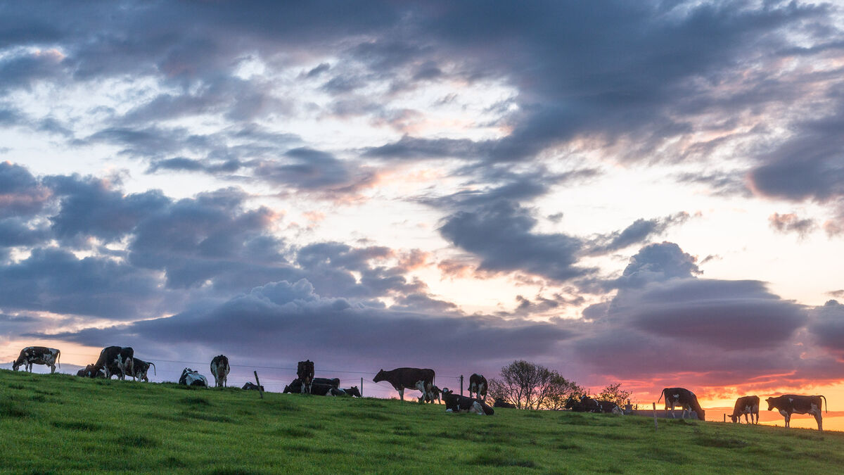 Mick Clifford: Sacred cows unlikely to survive climate crisis - Vimarsana News