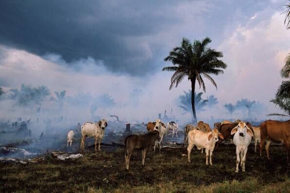 Smouldering pasture land cleared for cattle from the Amazon rainforest in Brazil; stopping the razing of forests requires no technology at all, but it does require government action. Picture: Michael Nichols/National Geographic/Getty Images Smouldering pasture land cleared for cattle from the Amazon rainforest in Brazil; stopping the razing of forests requires no technology at all, but it does require government action. Picture: Michael Nichols/National Geographic/Getty Images