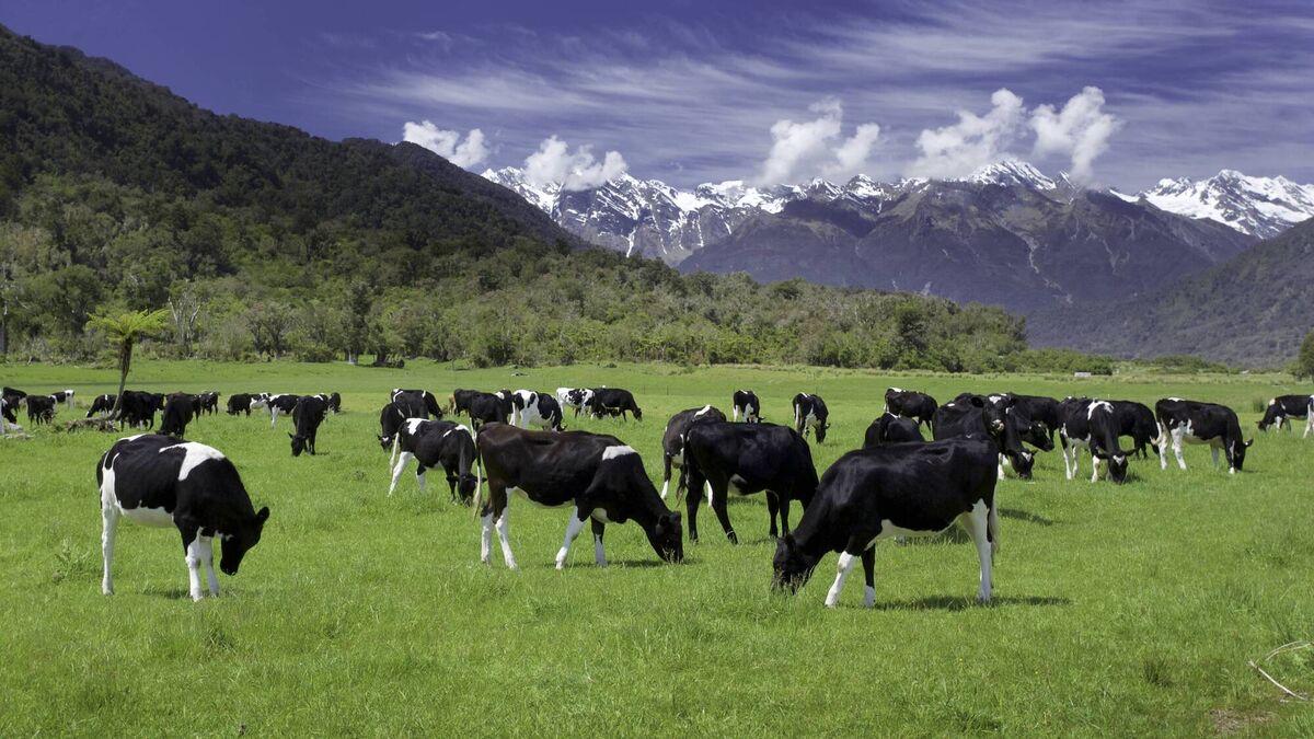 New Zealand has a legal commitment to reduce methane emissions from agriculture by 10% by 2030. New Zealand has a legal commitment to reduce methane emissions from agriculture by 10% by 2030.