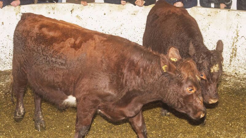 Beef Market Report: Prices likely to hold steady to the end of the year Beef Market Report: Prices likely to hold steady to the end of the year