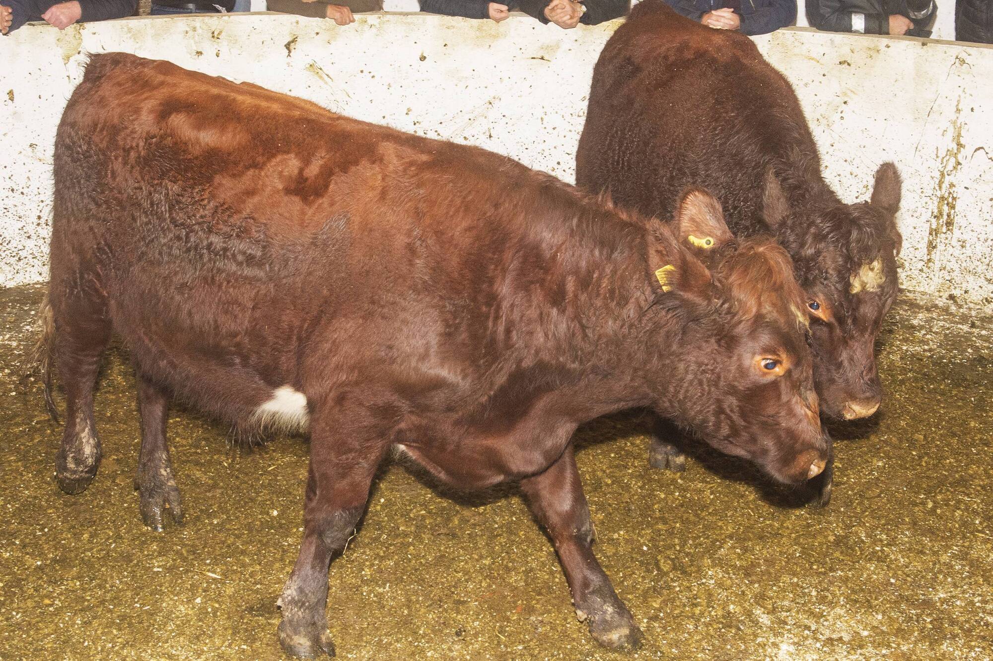 Beef Market Report: Prices likely to hold steady to the end of the year