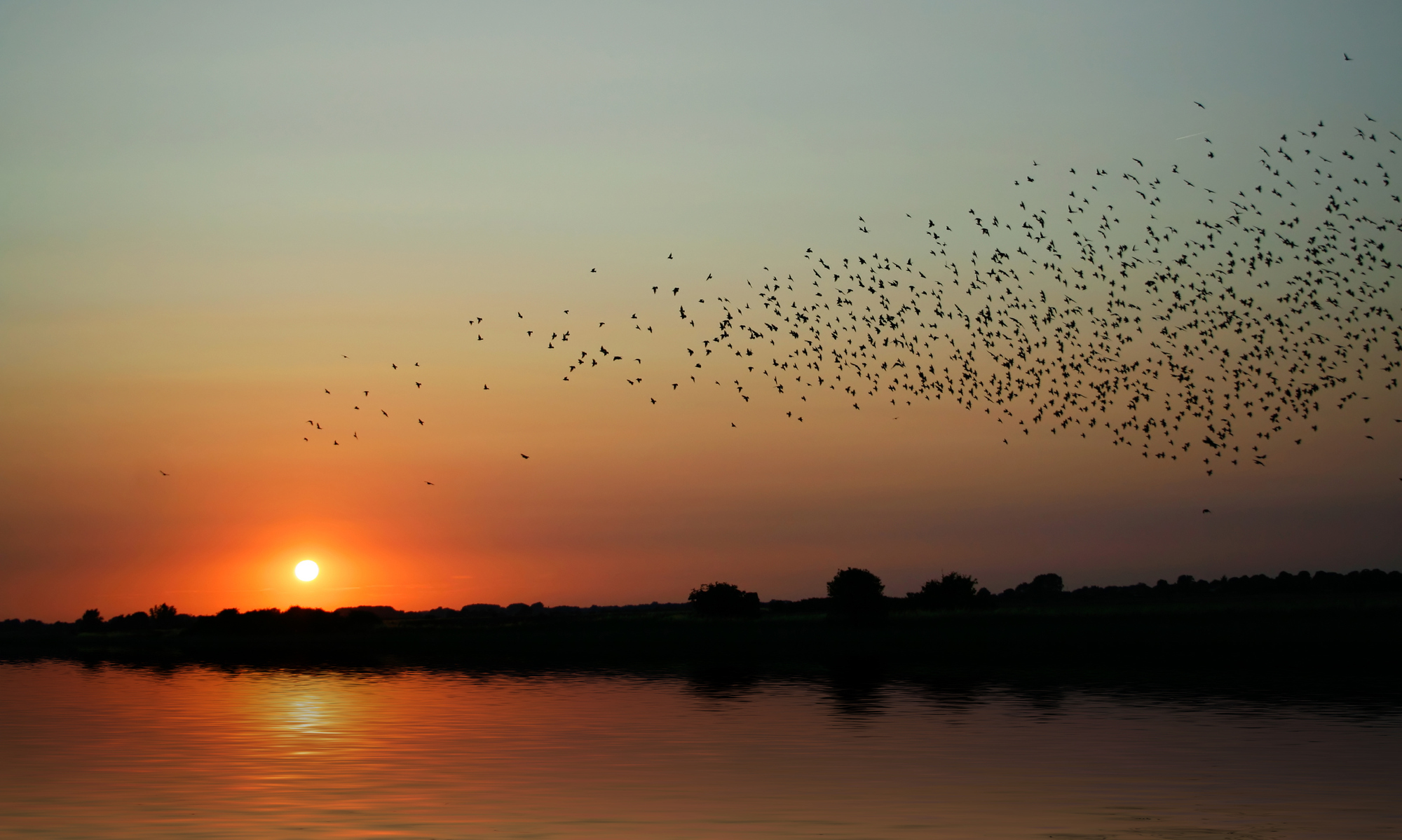 Donal Hickey: The mystery of birds migrating