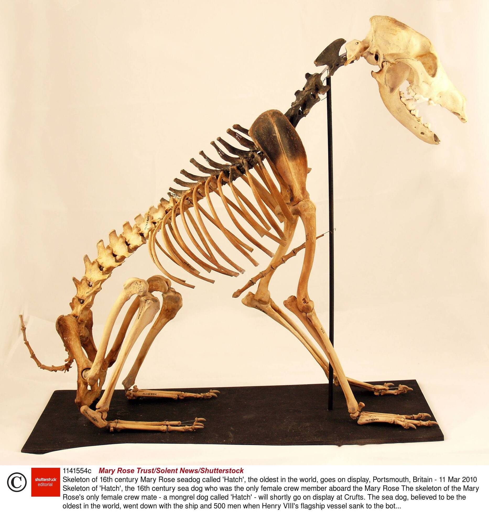 Richard Collins: Hatch the dog had a very important job on Henry VIII's favourite ship