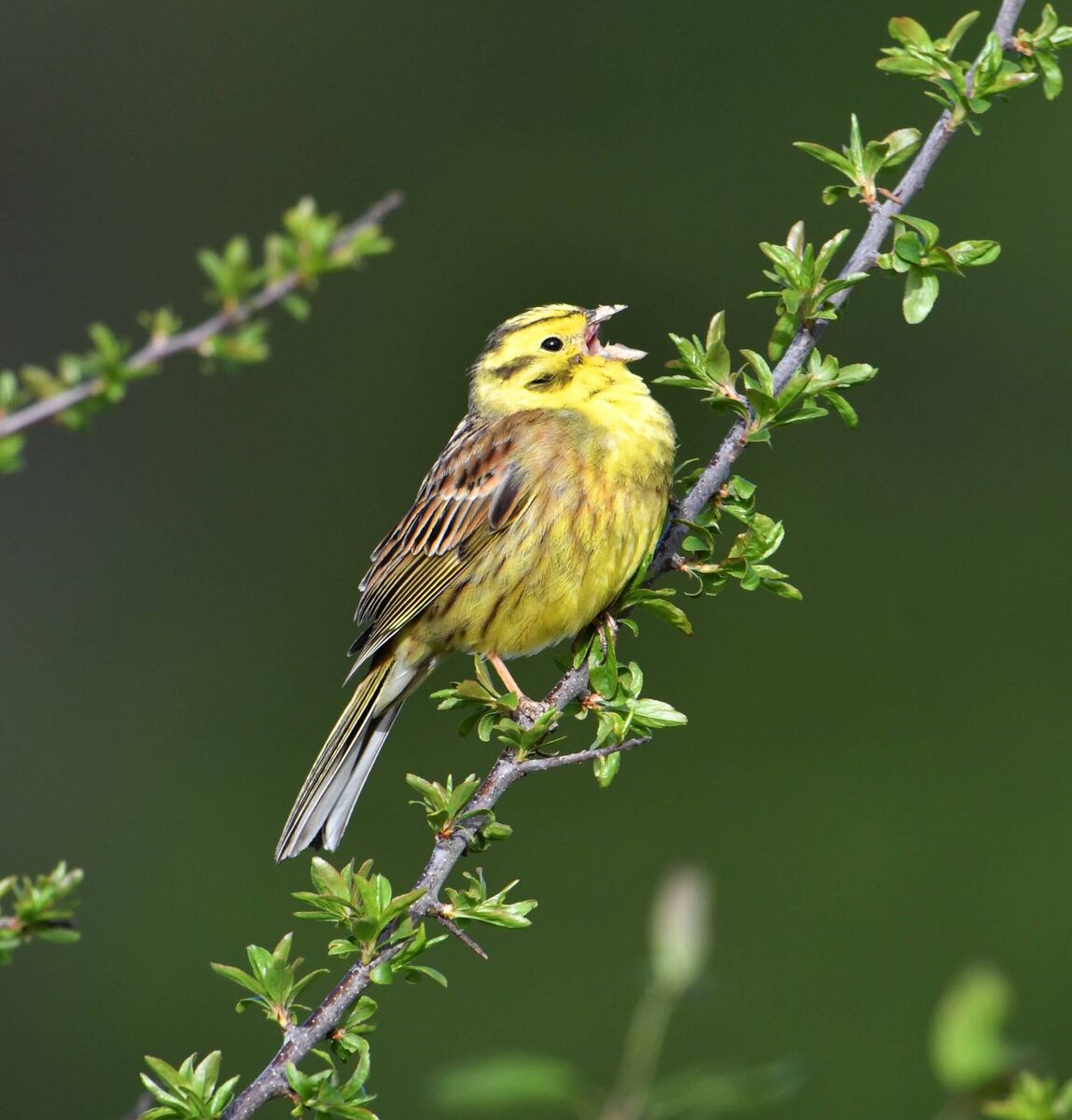 The yellowhammer is now mainly restricted to the east and south. Picture: Richard Mills The yellowhammer is now mainly restricted to the east and south. Picture: Richard Mills