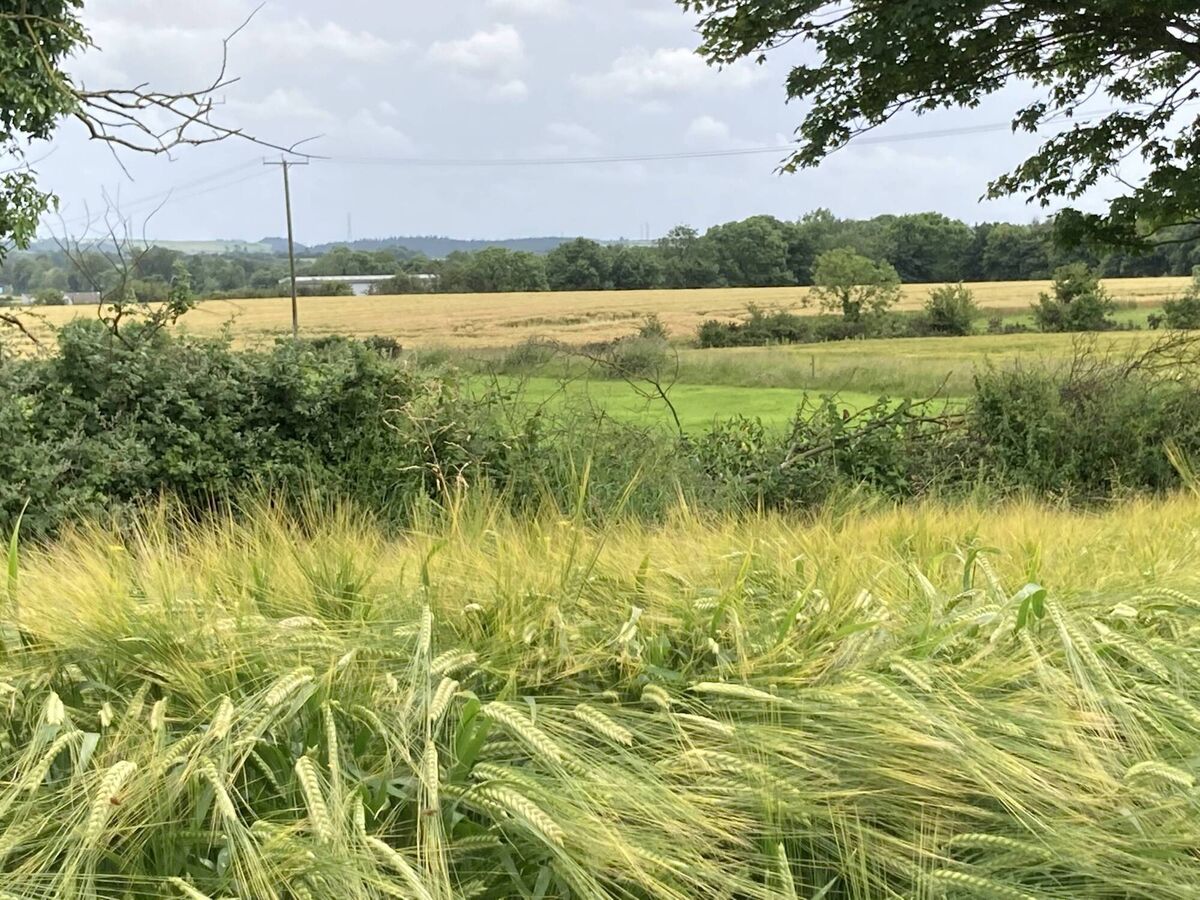 Tillage landscapes support a variety of habitats which are not found on other agricultural landscapes, such as winter stubble, arable margins and cover crops. Picture: Mike Browne Tillage landscapes support a variety of habitats which are not found on other agricultural landscapes, such as winter stubble, arable margins and cover crops. Picture: Mike Browne