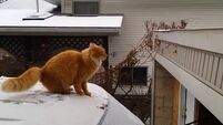 Waffles the cat fails to jump on to snowy roof