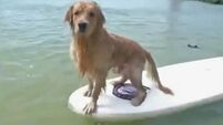 Dog owners compete with their pets in paddle board contest