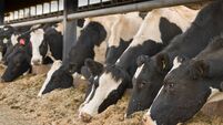 Row of black and white cows eating hay for dinner