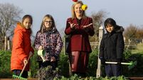 Programme offering schools free vegetable growing kits to open tomorrow