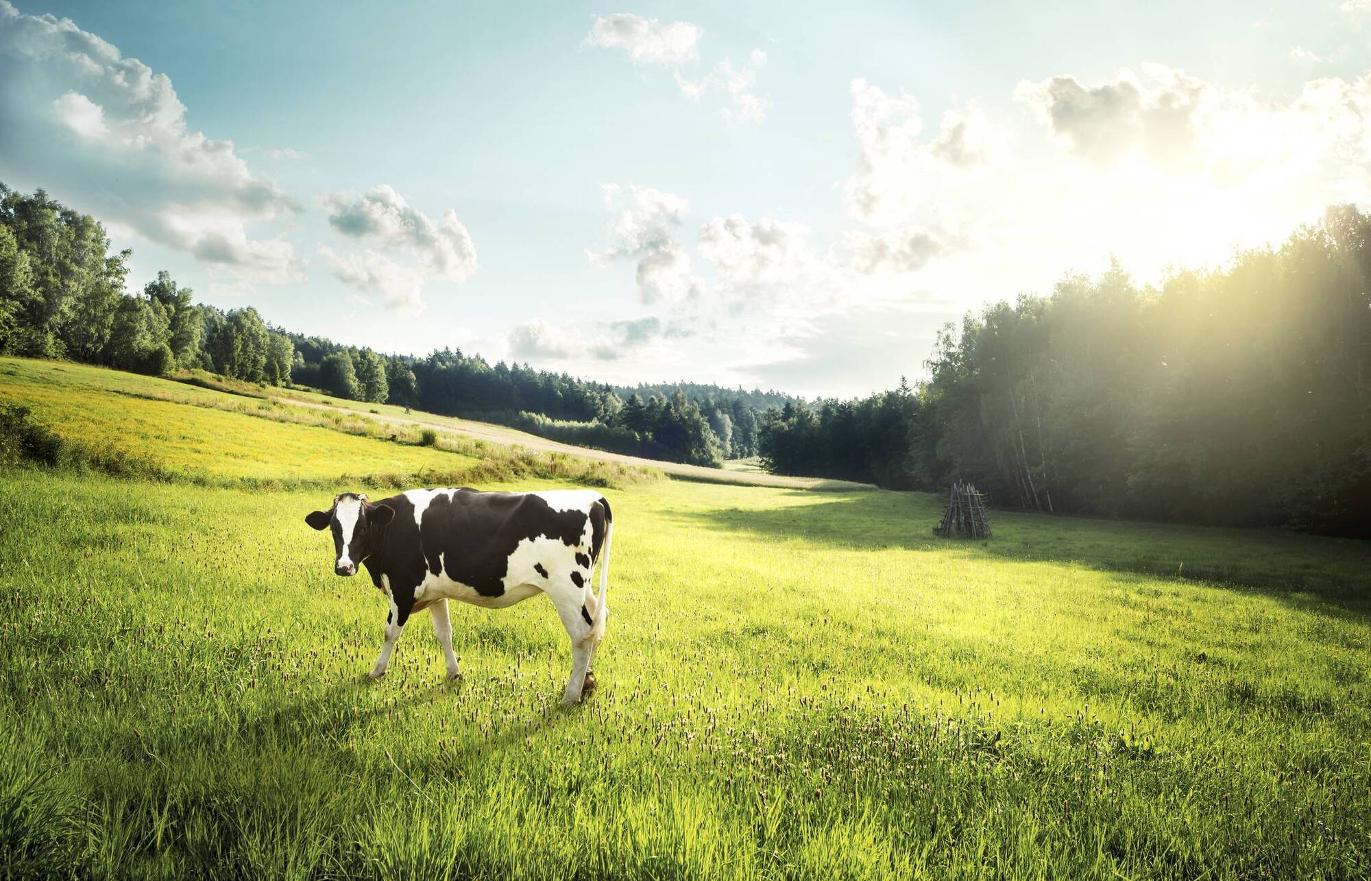 Garden Q&A: I got a gift of cow manure. How long should I wait before using it on flower beds?