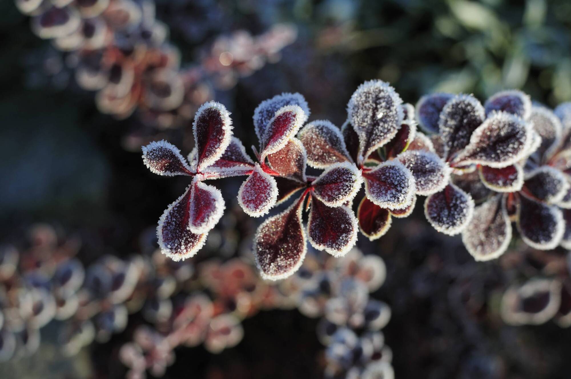 Peter Dowdall: Berberis offers both beauty and security 