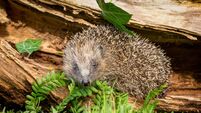 Hedgehog, wild, native, European hedgehog emerging from inside a fallen log after a long hibernation.  Facing forward with green