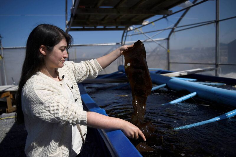 Sinead O'Brien, the founder of Mungo Murphy's Seaweed Company, holds up a piece of kelp (laminaria) taken from a tank where abalone feed on it at her integrated multitrophic aquaculture farm where she grows the high-value abalone over a five year period for export at her boutique business in Baile na hAbhann, Glaway.