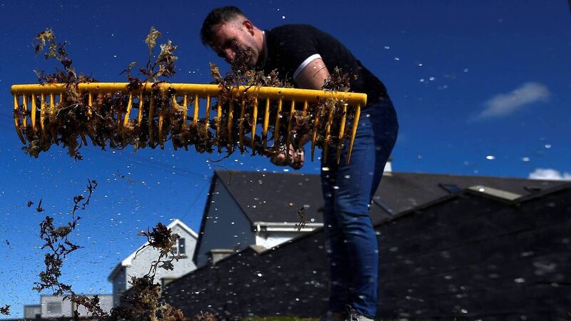 Can seaweed curb methane from cows