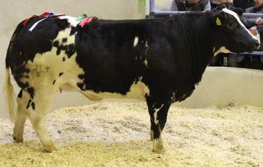 The Supreme Champion at the Fat Stock Show and Sale at Kanturk. A Belgian Blue weighing 715kg. This animal sold for €2,800 (€3.92/kg). The owner was Mr Mervyn Busteed, Bandon, Co. Cork.