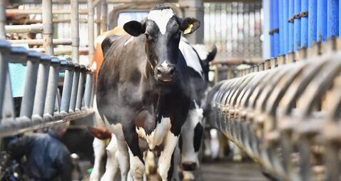 EU Referendum - Dairy Farming In Scotland