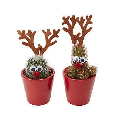 Christmas cacti from B&amp;Q, €4